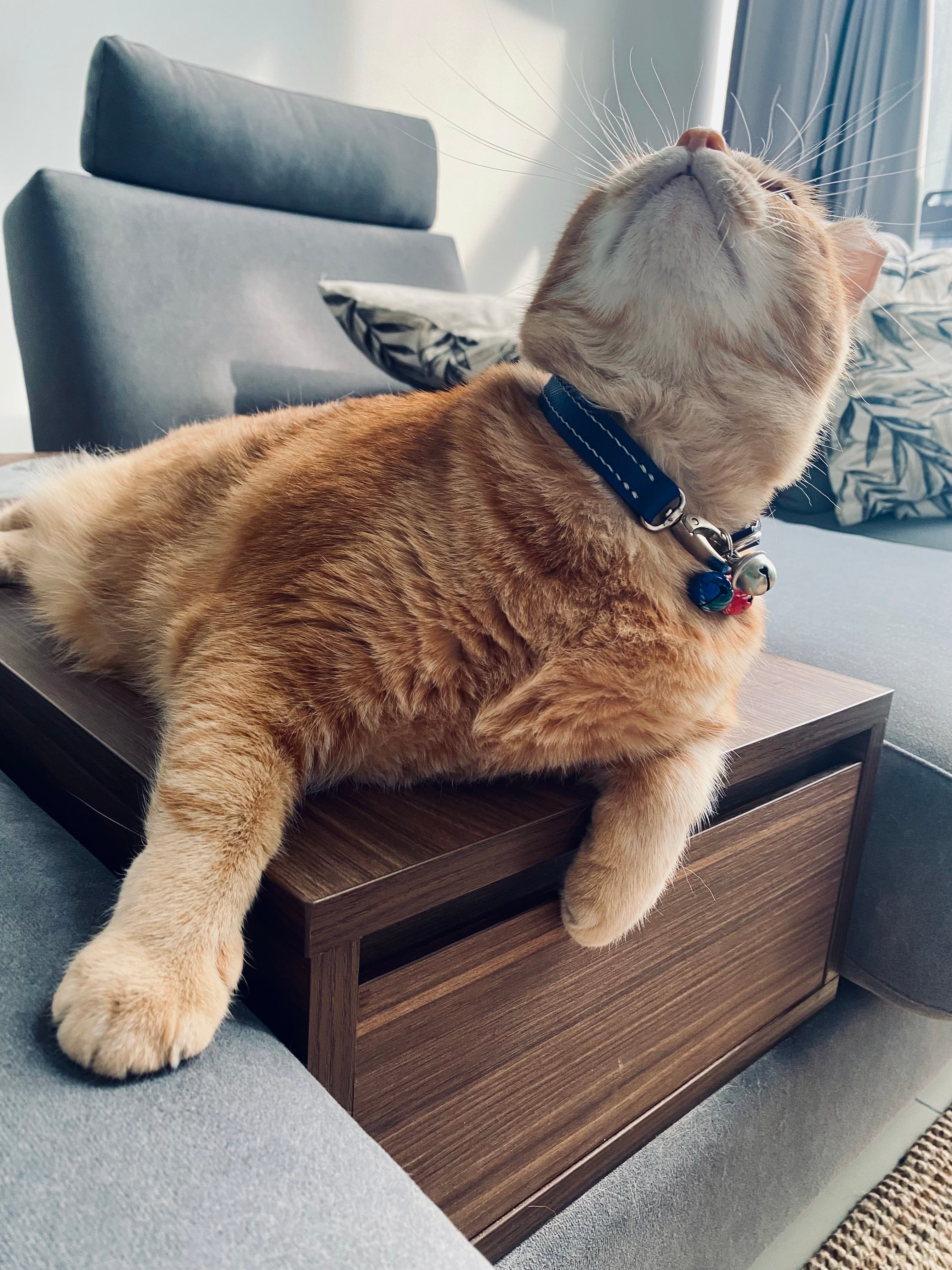 Pet Collar